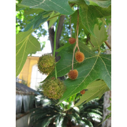 Platanus acerifolia