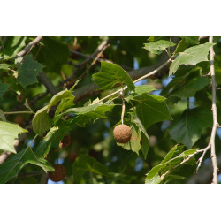 Platanus occidentalis