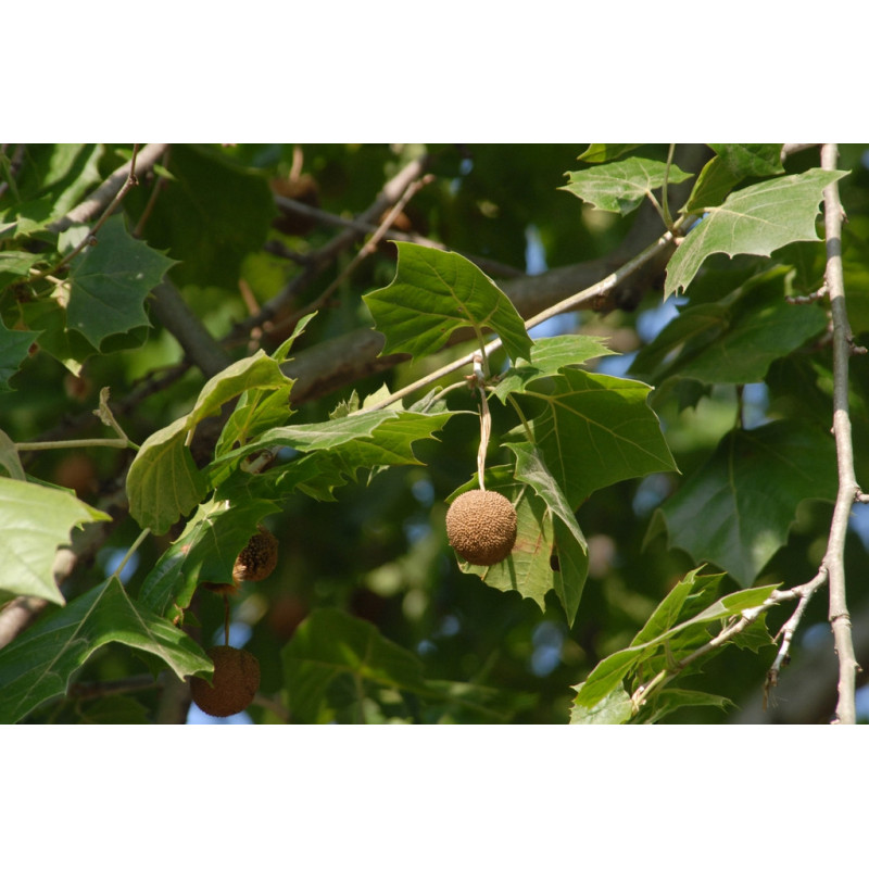 Platanus occidentalis