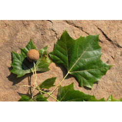 Platanus occidentalis