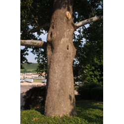 Platanus occidentalis