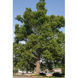 Platanus occidentalis