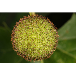 Platanus occidentalis