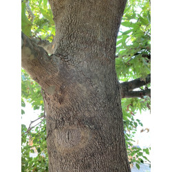 Platanus orientalis