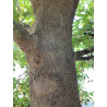Platanus orientalis