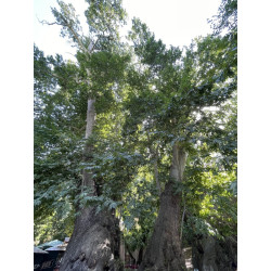 Platanus orientalis