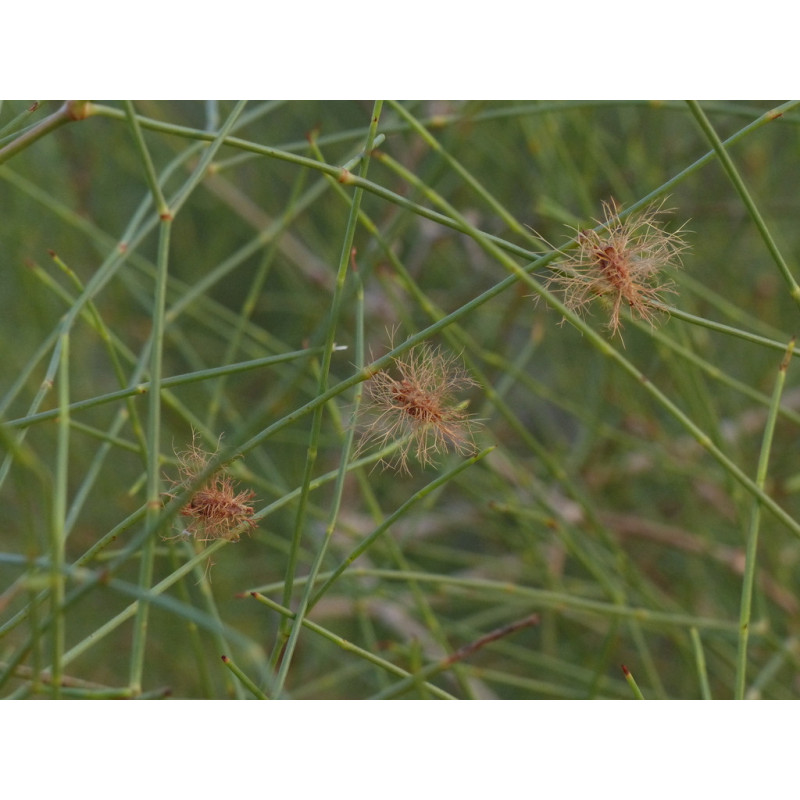 Calligonum polygonoides