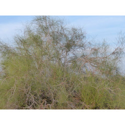 Calligonum polygonoides