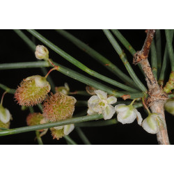 Calligonum polygonoides