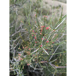 Calligonum polygonoides