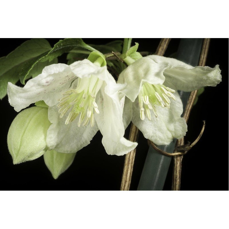 Clematis cirrhosa