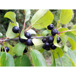 Rhamnus catharticus