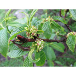 Rhamnus imeretinus