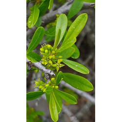 Rhamnus oleoides