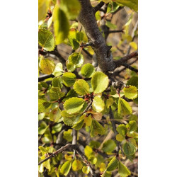 Rhamnus orbiculatus