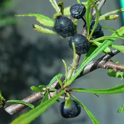 Rhamnus pallasii