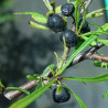 Rhamnus pallasii