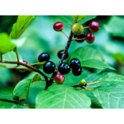 Rhamnus petiolaris