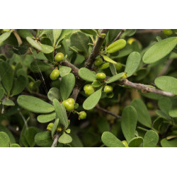 Rhamnus pichleri