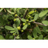 Rhamnus pichleri