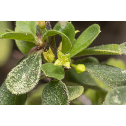 Rhamnus pichleri