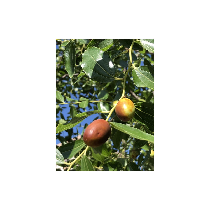 Ziziphus jujuba