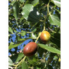 Ziziphus jujuba