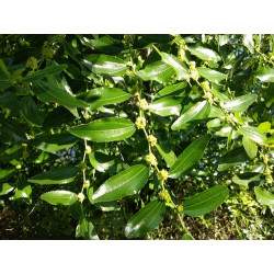 Ziziphus jujuba