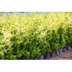 x Cuprocyparis leylandii