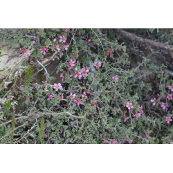 Cerasus brachypetala