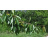Cerasus avium