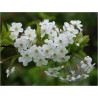 Cerasus vulgaris