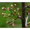Cerasus vulgaris