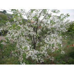 Cerasus vulgaris