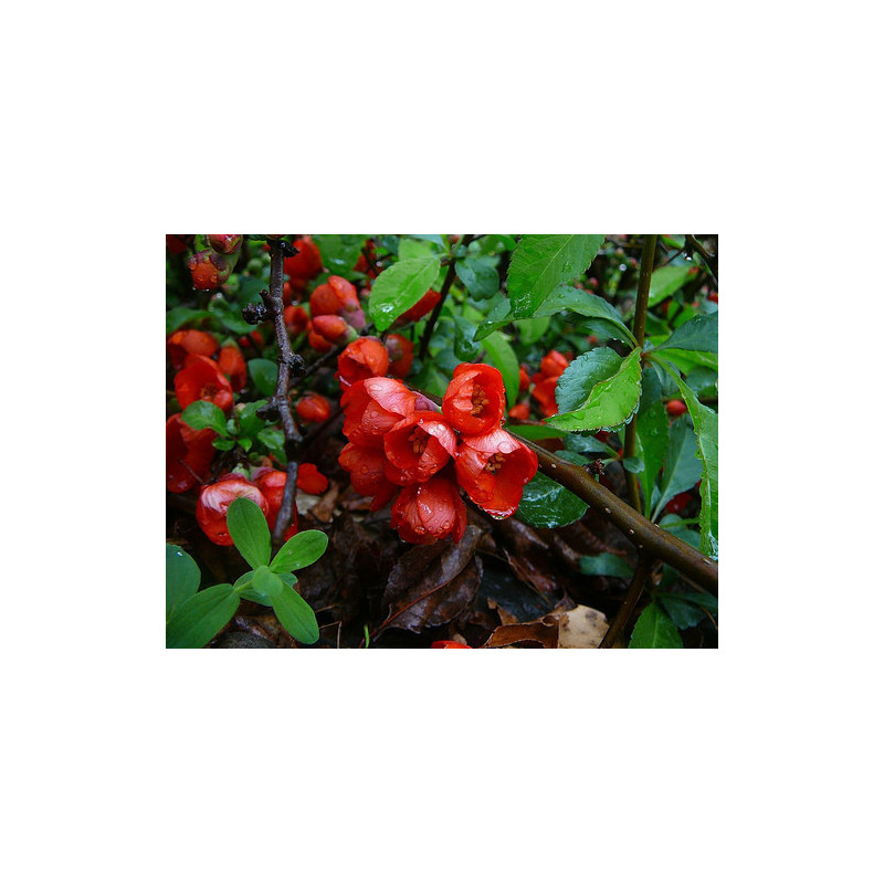 Chaenomeles japonica