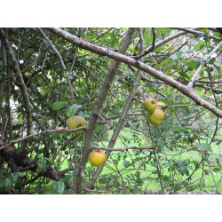 Chaenomeles japonica