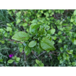 Chaenomeles japonica