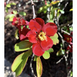 Chaenomeles japonica