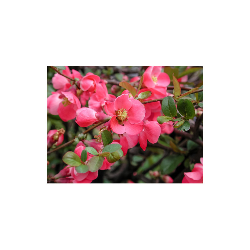 Chaenomeles speciosa