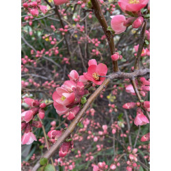 Chaenomeles speciosa