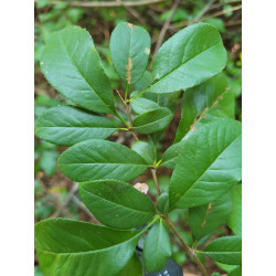 Chaenomeles speciosa