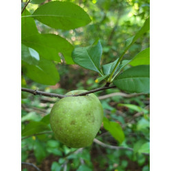Chaenomeles speciosa