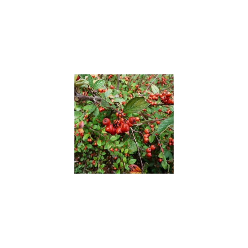 Cotoneaster franchetii