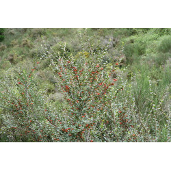 Cotoneaster franchetii