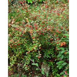 Cotoneaster franchetii