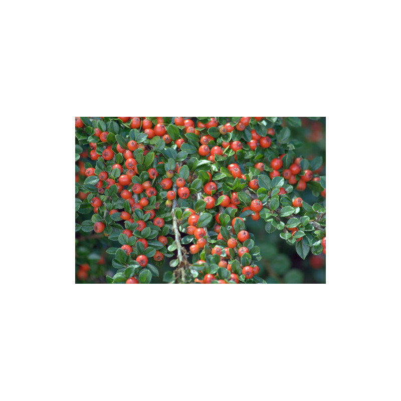 Cotoneaster horizontalis