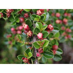 Cotoneaster horizontalis