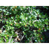 Cotoneaster horizontalis
