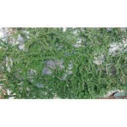 Cotoneaster horizontalis