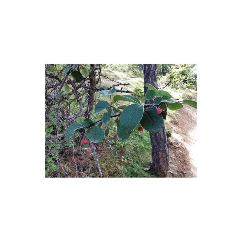 Cotoneaster tomentosa